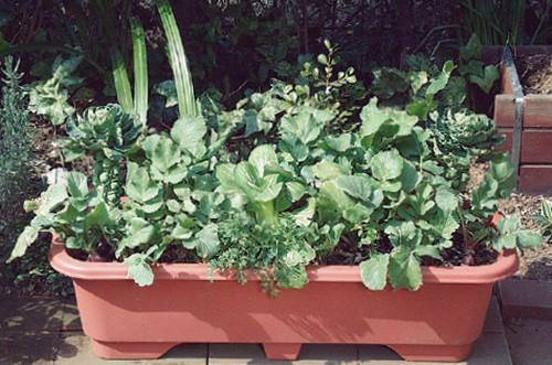 20 Best Houseplants - Easy Indoor Gardening Ideas - Interior Design Ideas